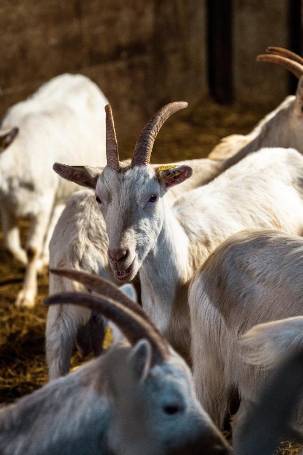 Agriturismo Scuderia Della Valle Valsecca Esterno foto